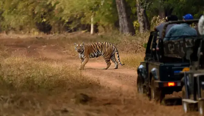 Tiger Safari