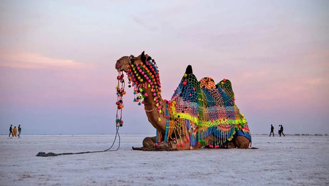 runn of kutch ahmdabad