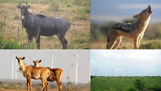 Gaga Wildlife Sanctuary