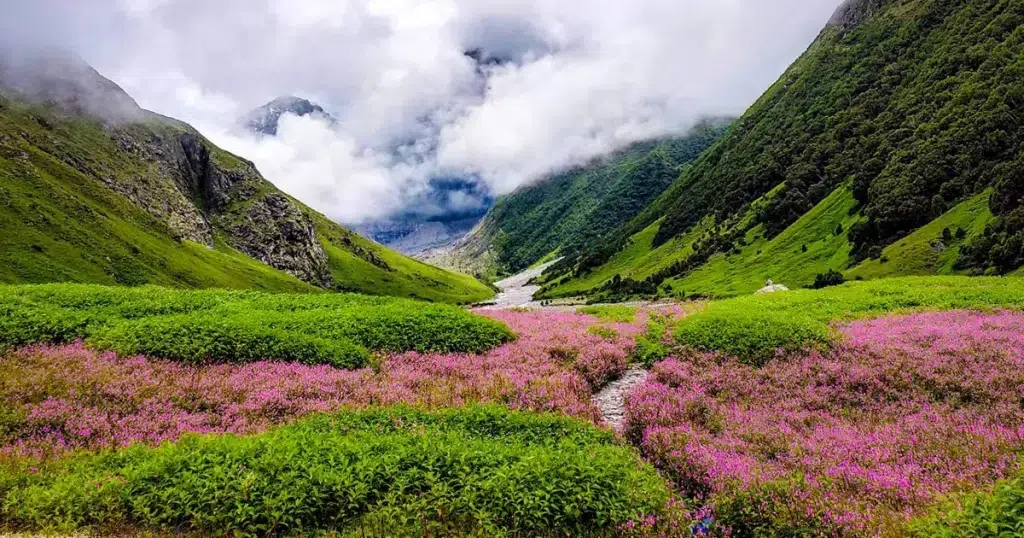 Valley of Flowers National Park