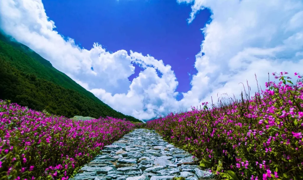 Valley of Flowers National Park 2
