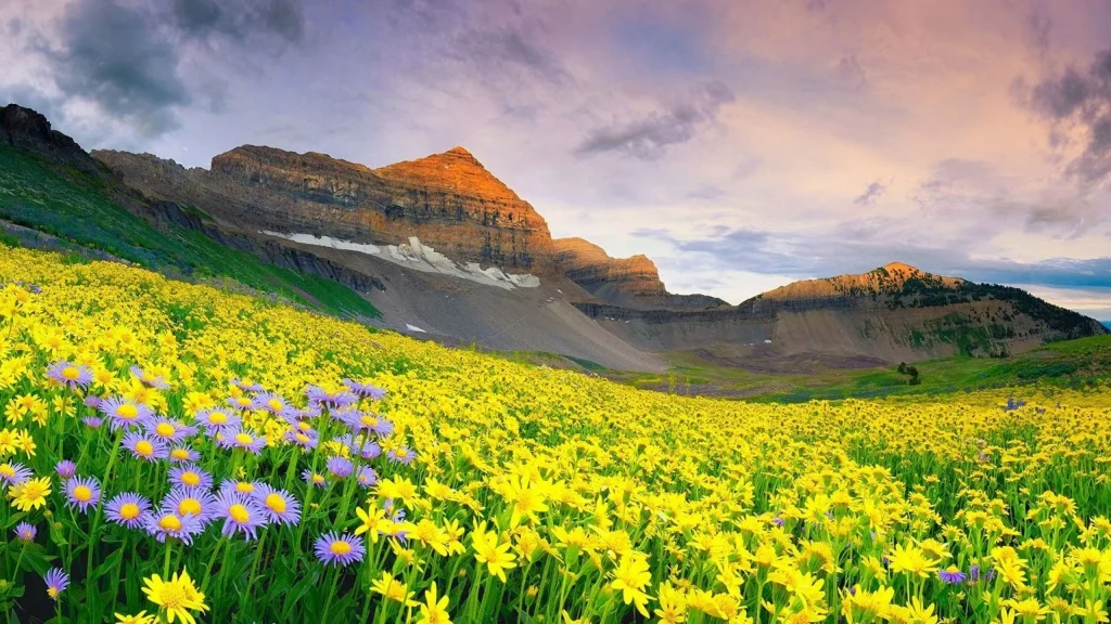 Valley of Flowers National Park 3