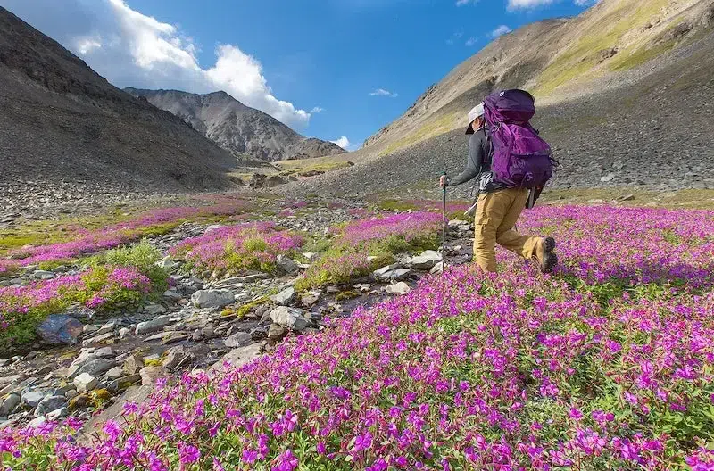 Valley of Flowers National Park 4