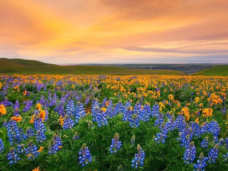 Valley of Flowers National Park 8