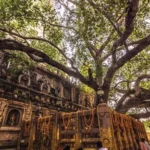 Bodhi Tree